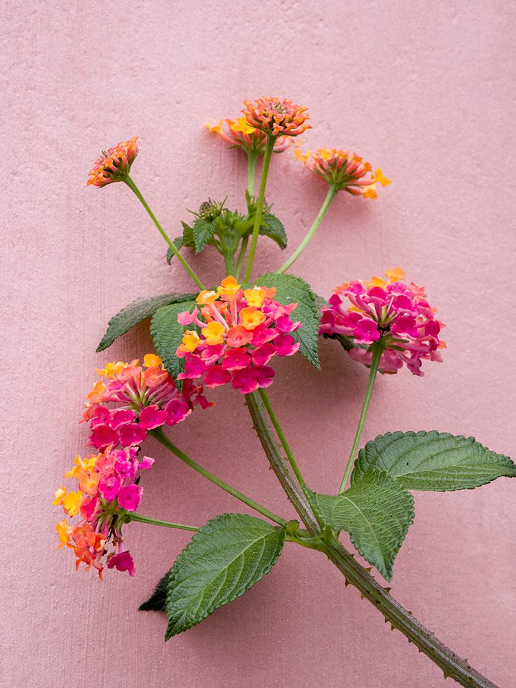 Portugal-Obidos-Colorful lantana vine growing against a pink wall